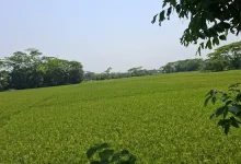 ডিজেল নেই! বোরো চাষের স্বপ্ন কি ধুলোয় মিশে যাবে? কৃষকদের হাহাকার