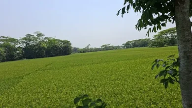 ডিজেল নেই! বোরো চাষের স্বপ্ন কি ধুলোয় মিশে যাবে? কৃষকদের হাহাকার