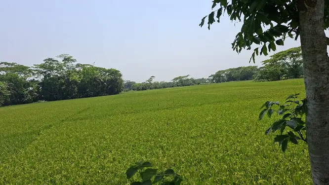 ডিজেল নেই! বোরো চাষের স্বপ্ন কি ধুলোয় মিশে যাবে? কৃষকদের হাহাকার