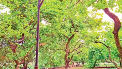 বসন্তে পারলৌকিক জীবনের ডাক! যা জানলে চমকে উঠবেন