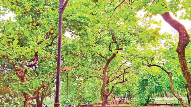 বসন্তে পারলৌকিক জীবনের ডাক! যা জানলে চমকে উঠবেন