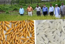 হাজারো কৃষকের মুখে হাসি ফোটাবে নতুন এই ধানের জাত! যা ঘটল গাজীপুরে