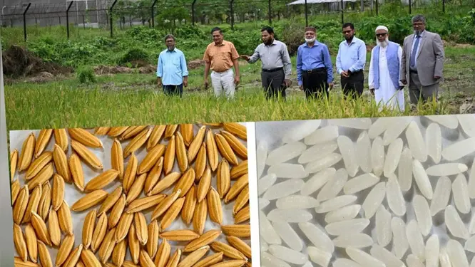 হাজারো কৃষকের মুখে হাসি ফোটাবে নতুন এই ধানের জাত! যা ঘটল গাজীপুরে