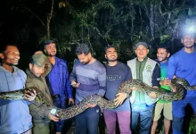 ঘরের ভেতর ১৪ ফুটের অজগর! মুরগি খেতে এসে যা হলো...