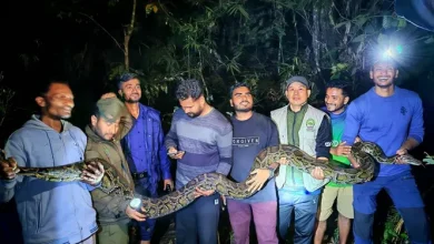ঘরের ভেতর ১৪ ফুটের অজগর! মুরগি খেতে এসে যা হলো...